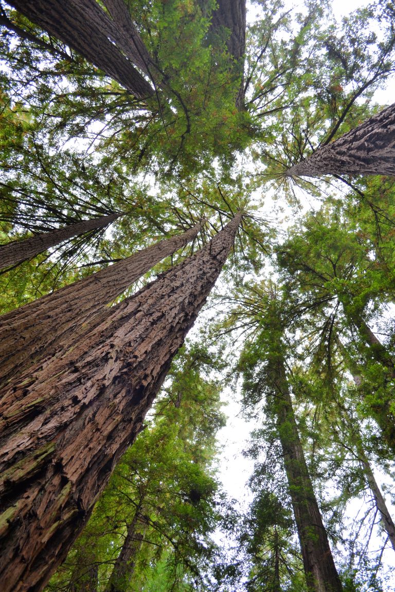 Tall redwood trees stretch upward towards a bright sky, showcasing their textured bark and lush green foliage.