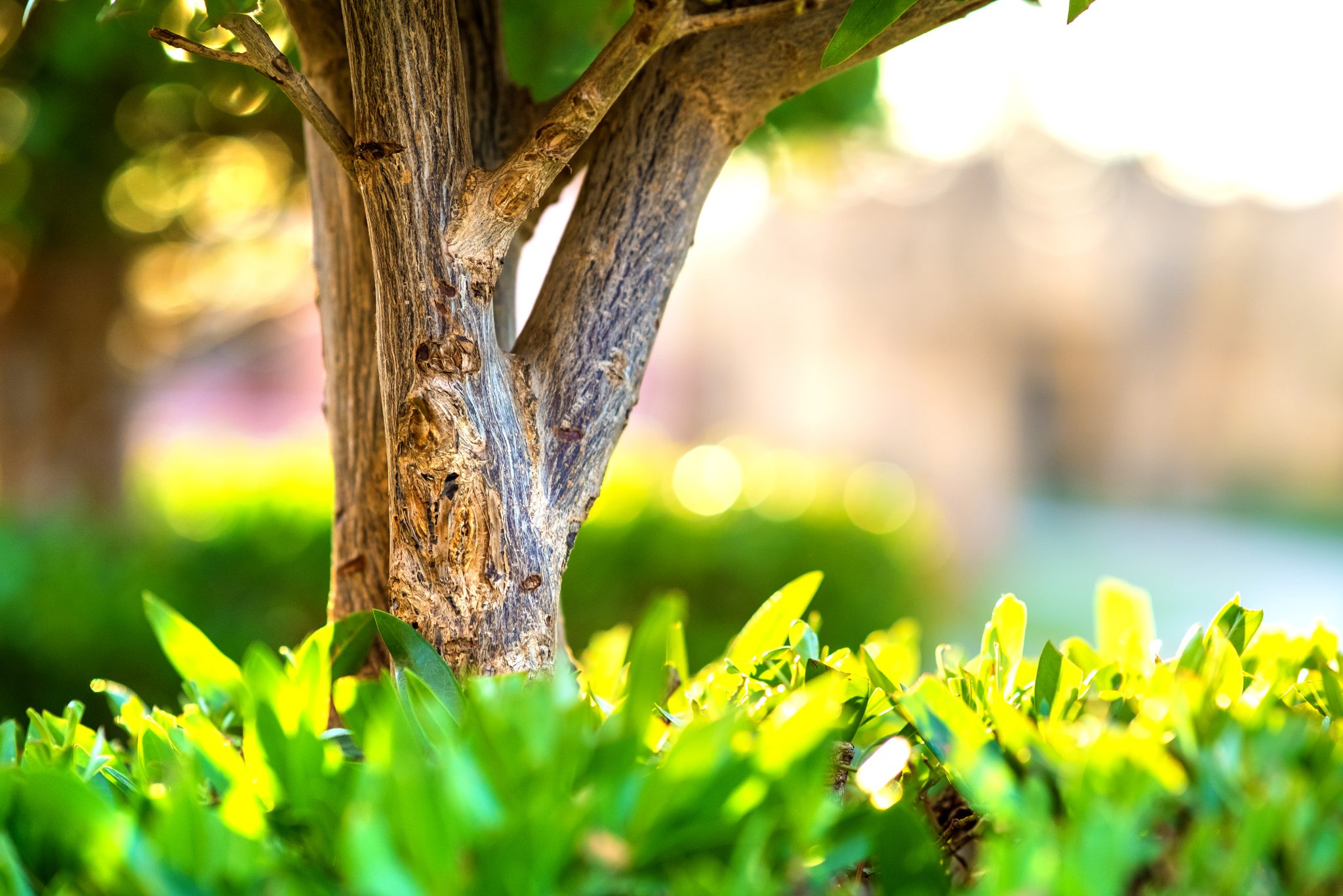 A close-up of a tree trunk surrounded by vibrant green leaves, softly illuminated by natural sunlight in the background.