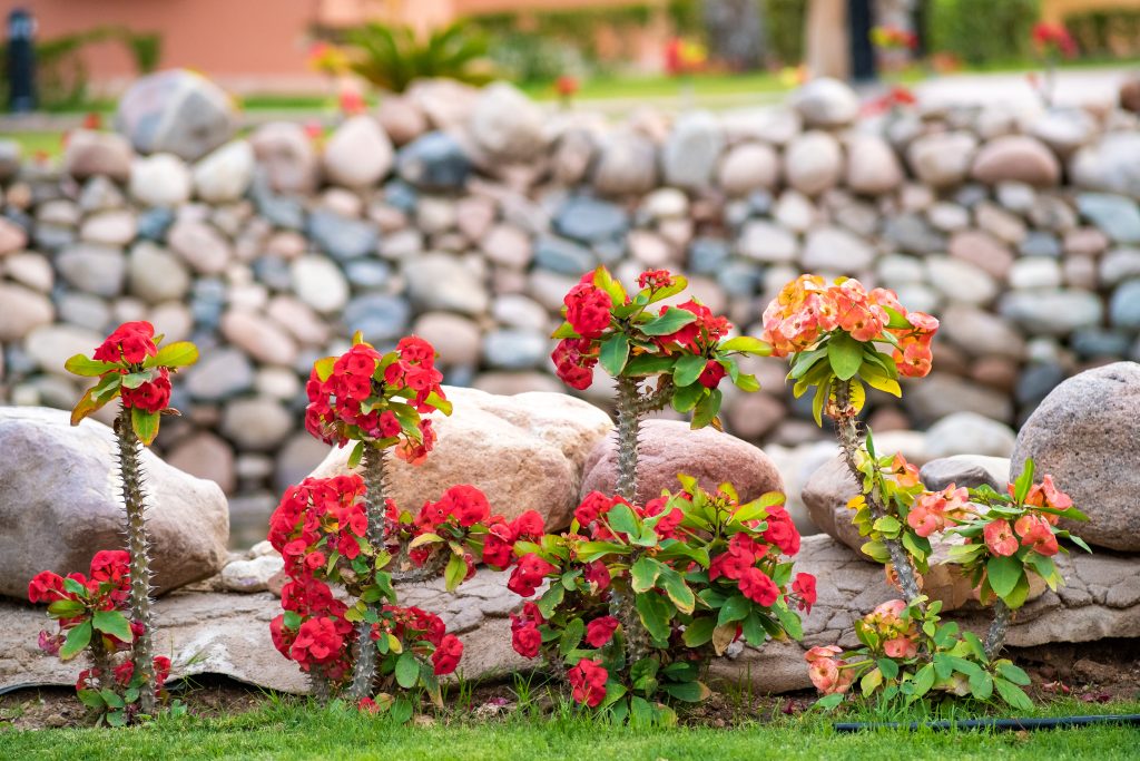 A vibrant garden scene features clusters of red and orange begonias growing along a stone wall, with smooth pebbles in the background.